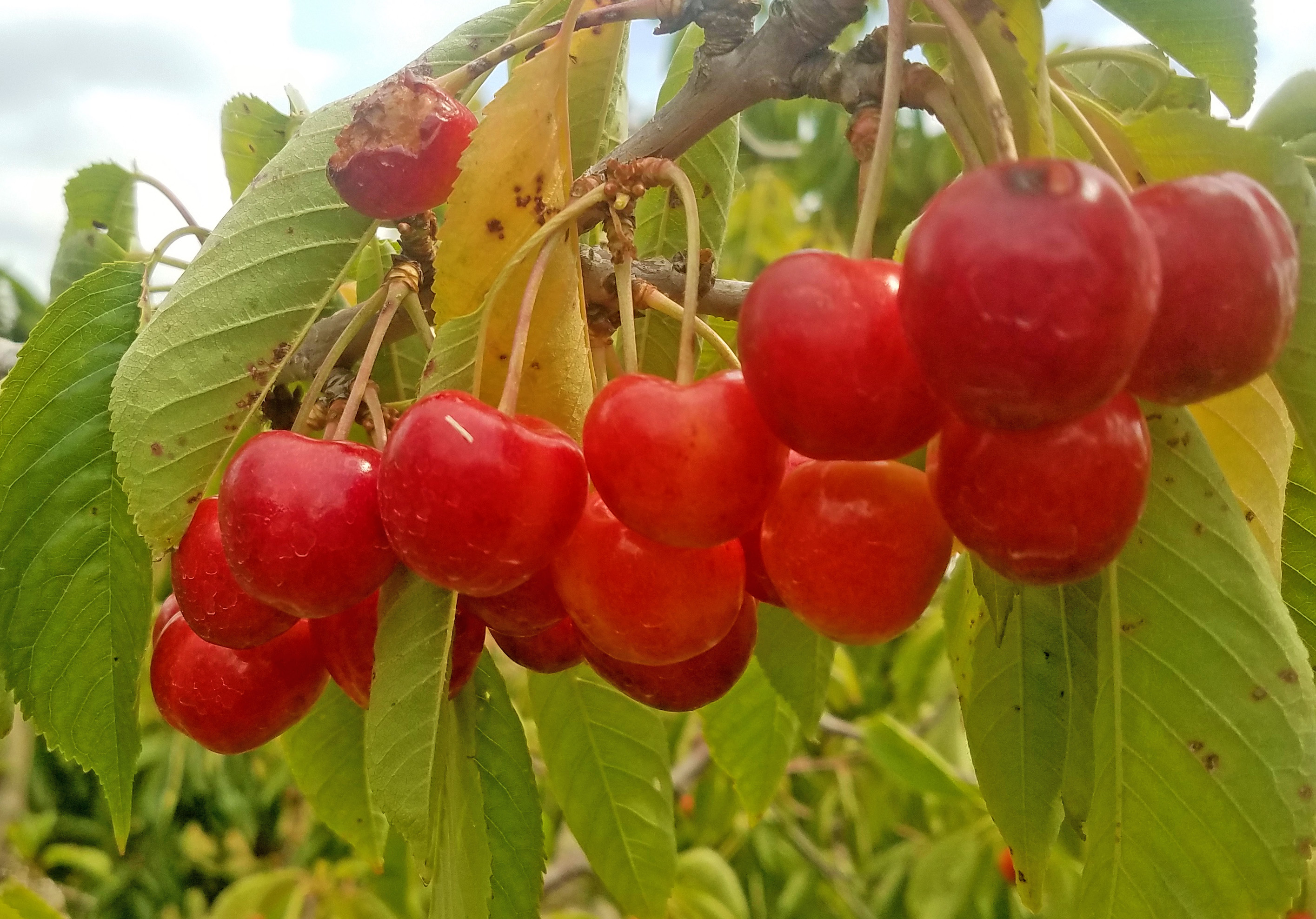 Cherries